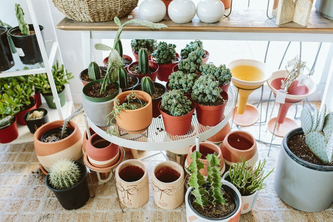 assorted cactus plants