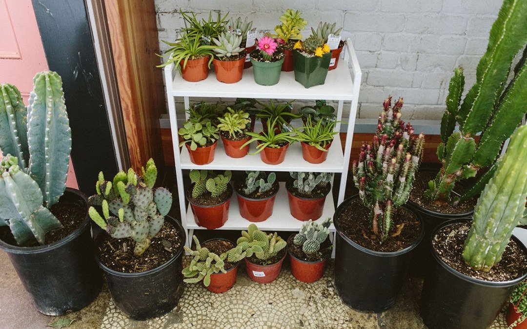 assorted cactus plants