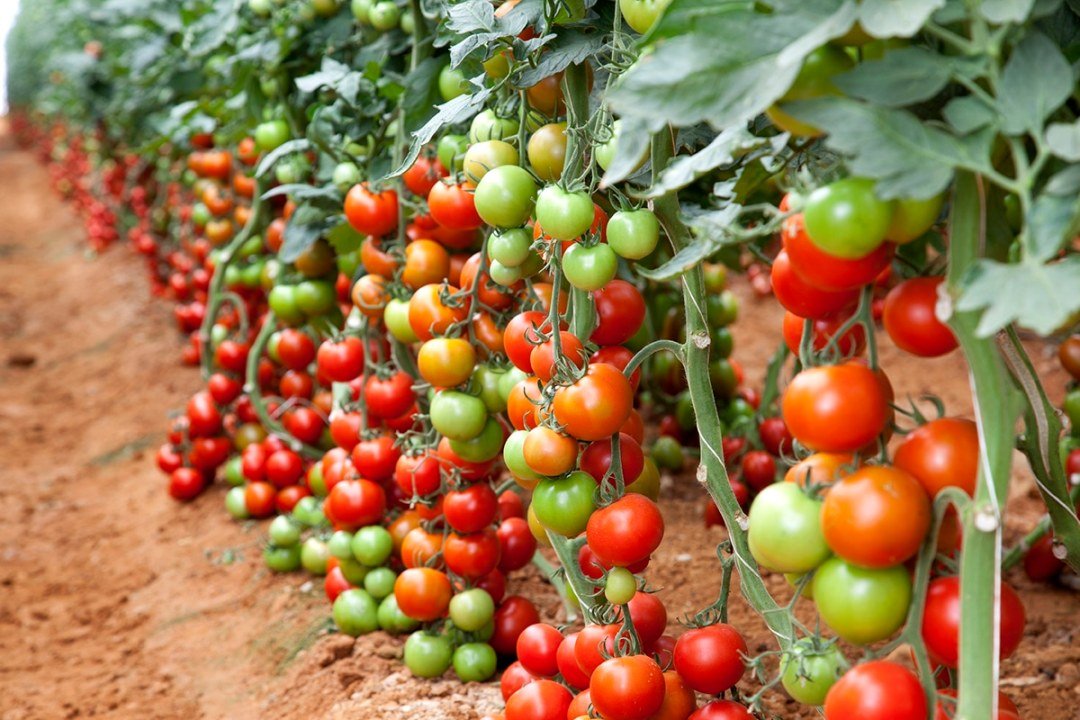 dennis7dees-edible-gardening-tomatoes tomato gardening