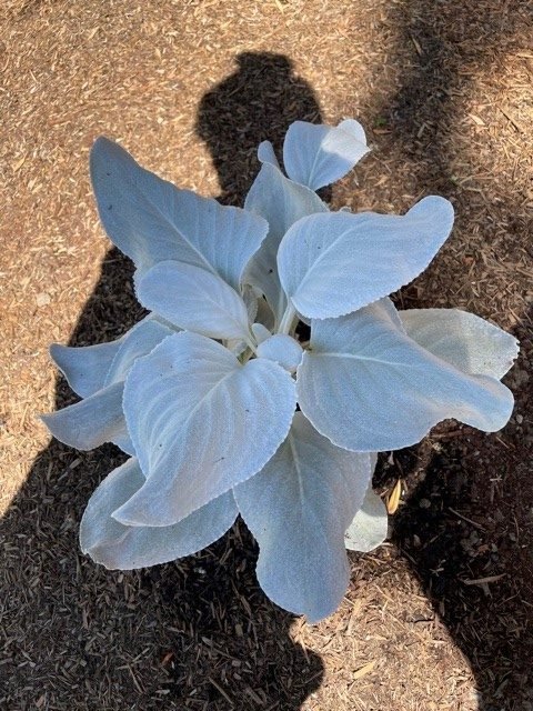 heatwave-angelwings-after recovered angel wings plant after heatwave