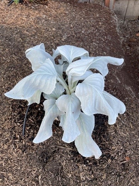 heatwave-angelwings-before stressed angel wings plant during heatwave