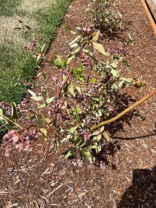 stressed blueberry plant