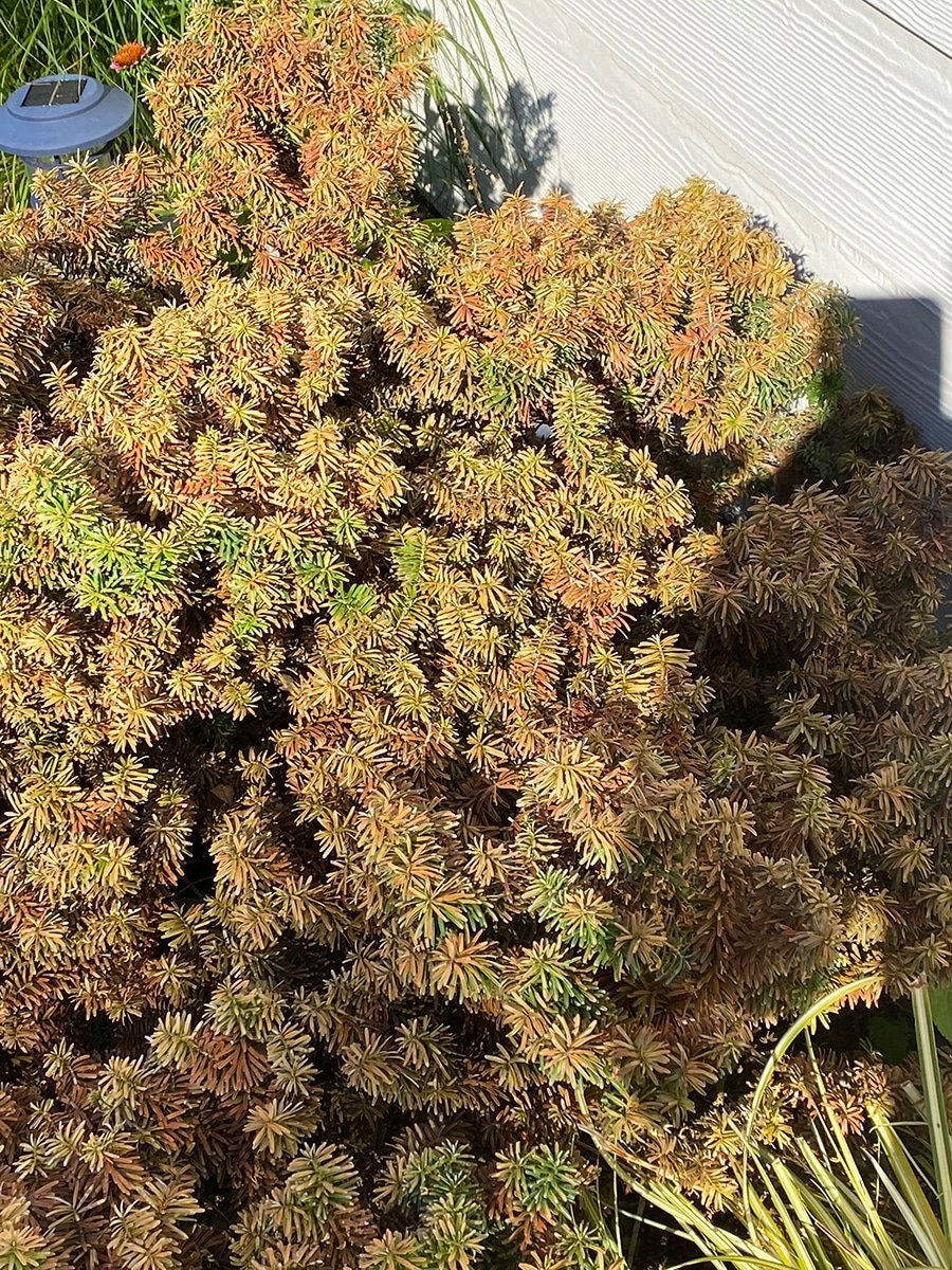 heatwave-conifer-1 sunburned conifer