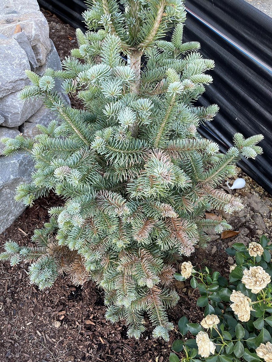 heatwave-conifer-2 stressed conifer