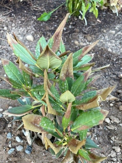 heatwave-evergreen sunburned evergreen plant