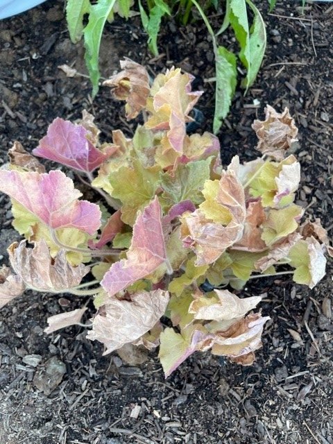 heatwave-heachera-before stressed heuchera during heatwave