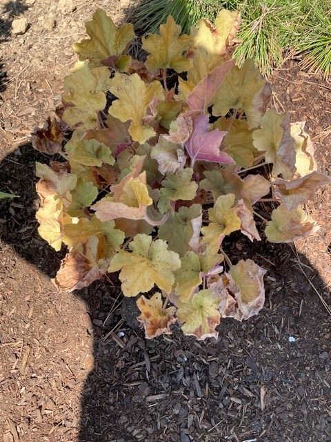 heatwave-heuchera-after recovered heuchera after heatwave