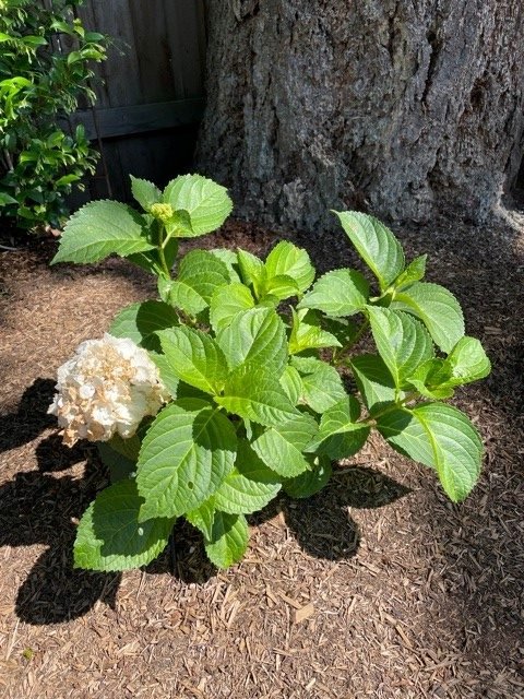 heatwave-hydrangea-1-after recovered hydrangea after heatwave