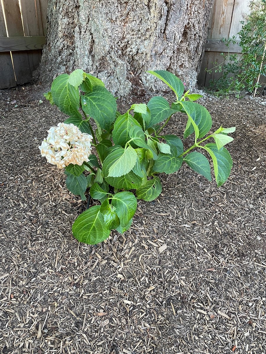 heatwave-hydrangea-1-before stressed hydrangea during heatwave