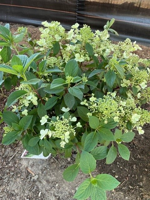 heatwave-hydrangea-2-after recovered hydrangea after heatwave