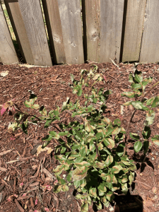 stressed knockout rose plant