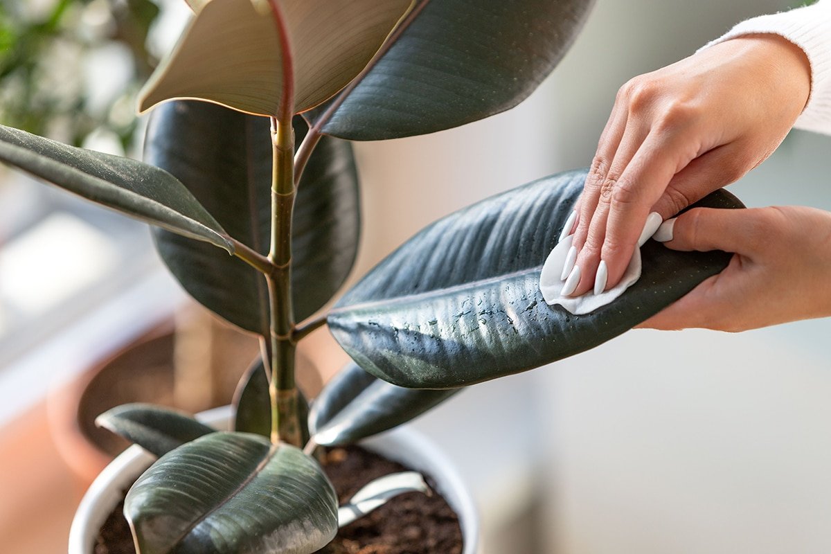 houseplant care ficus leaves