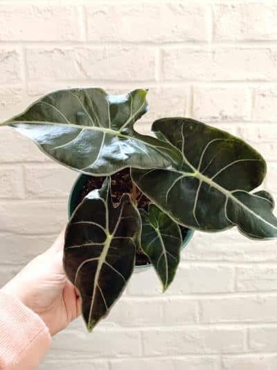 Alocasia Dragon Tooth