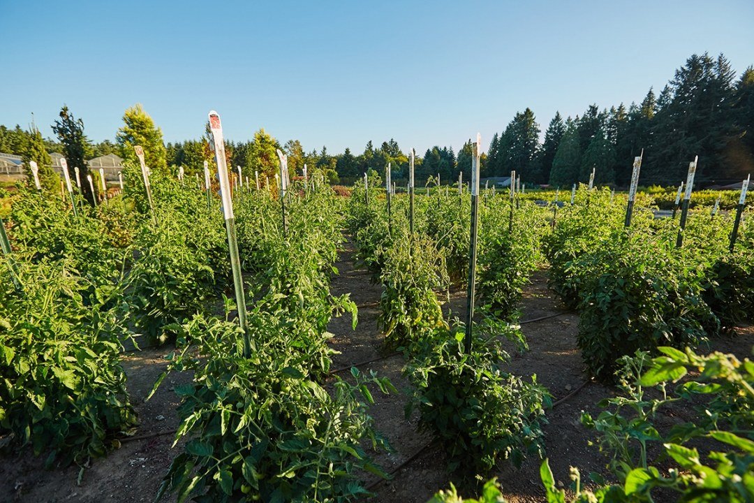 Dennis7Dees-Dream-Home-tomatoes giant tomato garden
