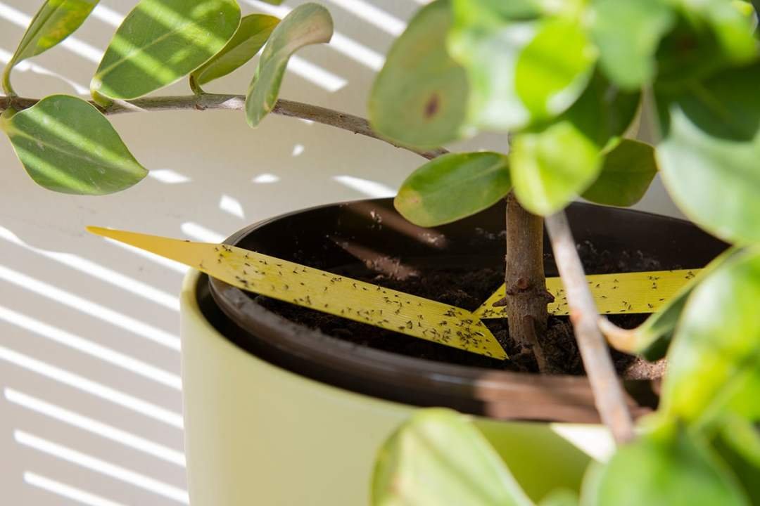 Fungus Gnats