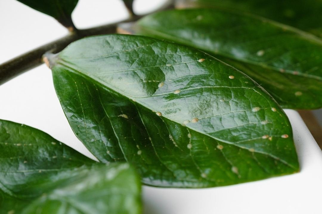 Scale infestation on leaf What scale looks like