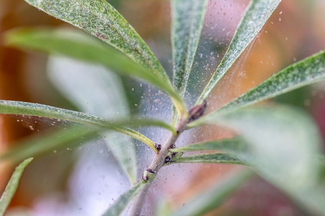 Spider Mites