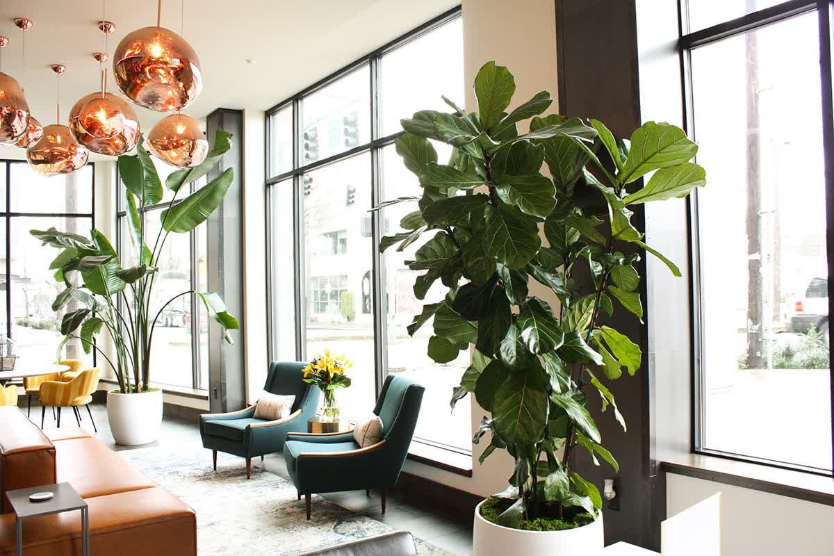 The Power of Plants: Improving Our Wellbeing