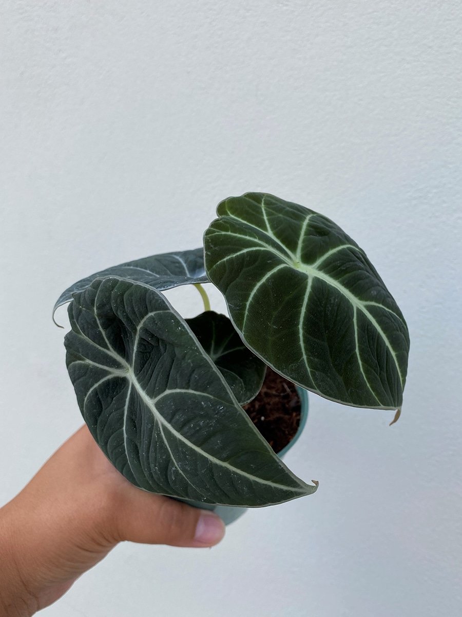alocasia_black-velvet Alocasia Black Velvet