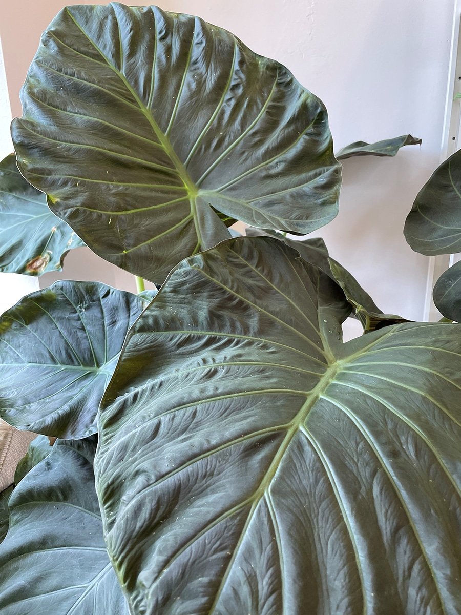 alocasia_regal-shield Alocasia Regal Shield