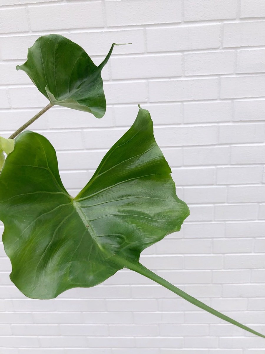 alocasia_stingray-1 Alocasia Stingray