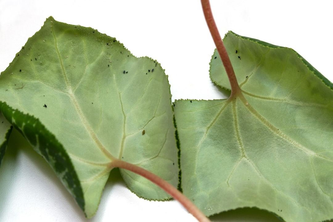 aphids
