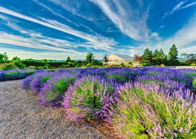 lavender plants in landscape