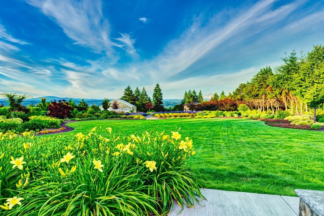 daffodils and sprawling lawn with mountain view daffodils and sprawling lawn with mountain view