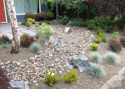 dry creek bed and drought tolerant plants