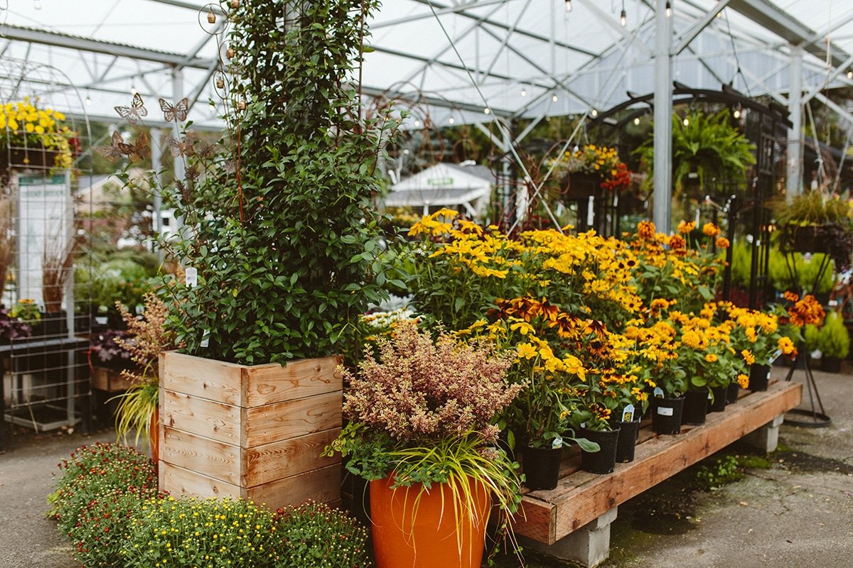 Flowers blooming in September at a Dennis' 7 Dees Garden Center