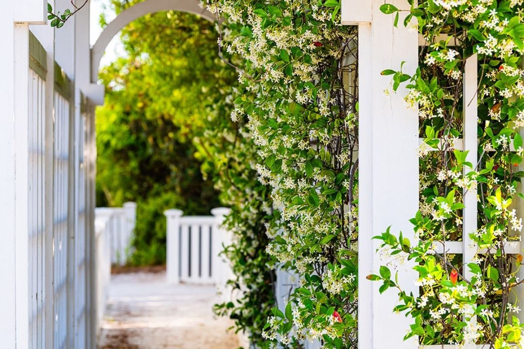 Jasmine vine growing vertically on a trellis - by Dennis' 7 Dees Jasmine vine growing vertically on a trellis - by Dennis' 7 Dees