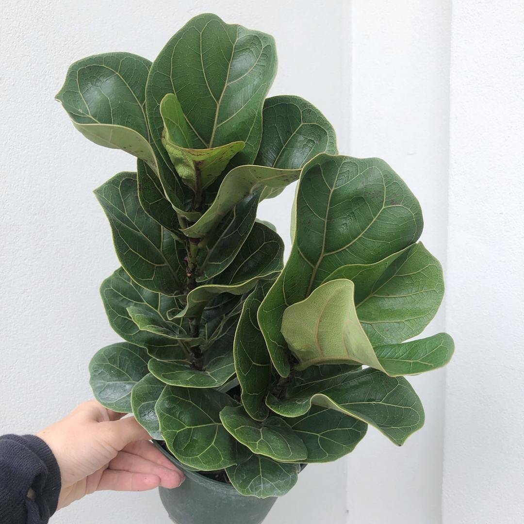 Little Fiddle Leaf Fig