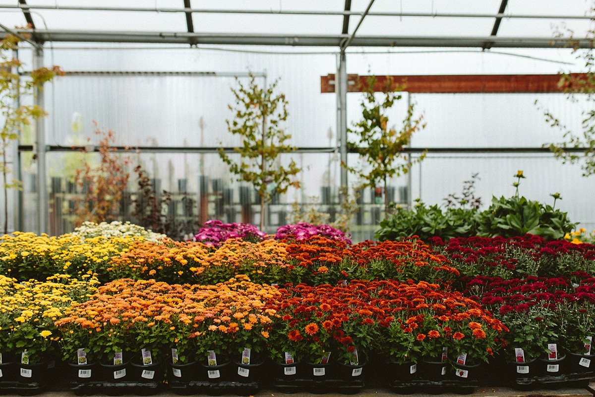 Blooming fall chrysanthemums at a Dennis' 7 Dees Garden Center