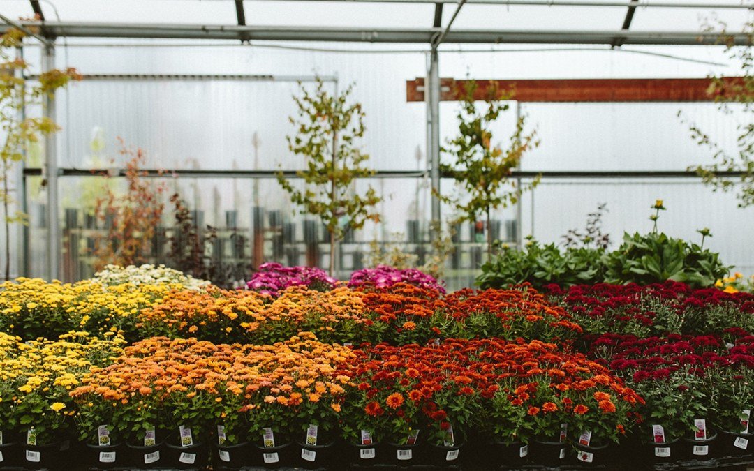 Blooming fall chrysanthemums at a Dennis' 7 Dees Garden Center