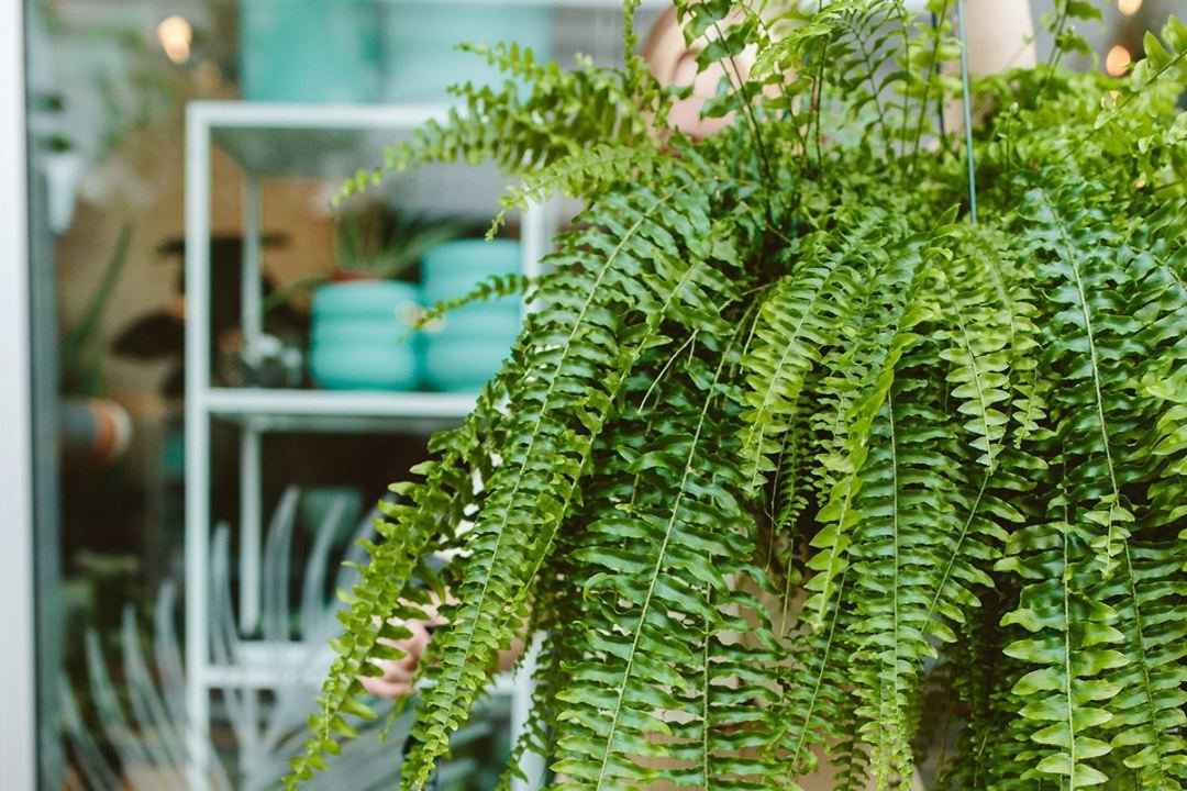 Boston Fern Boston fern