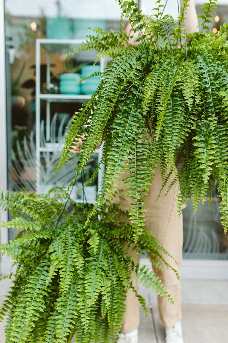 Boston Ferns Boston Ferns