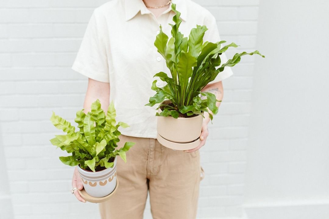 Fern Care Bird's nest ferns