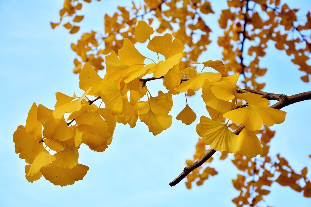 Ginkgo biloba Autumn Gold