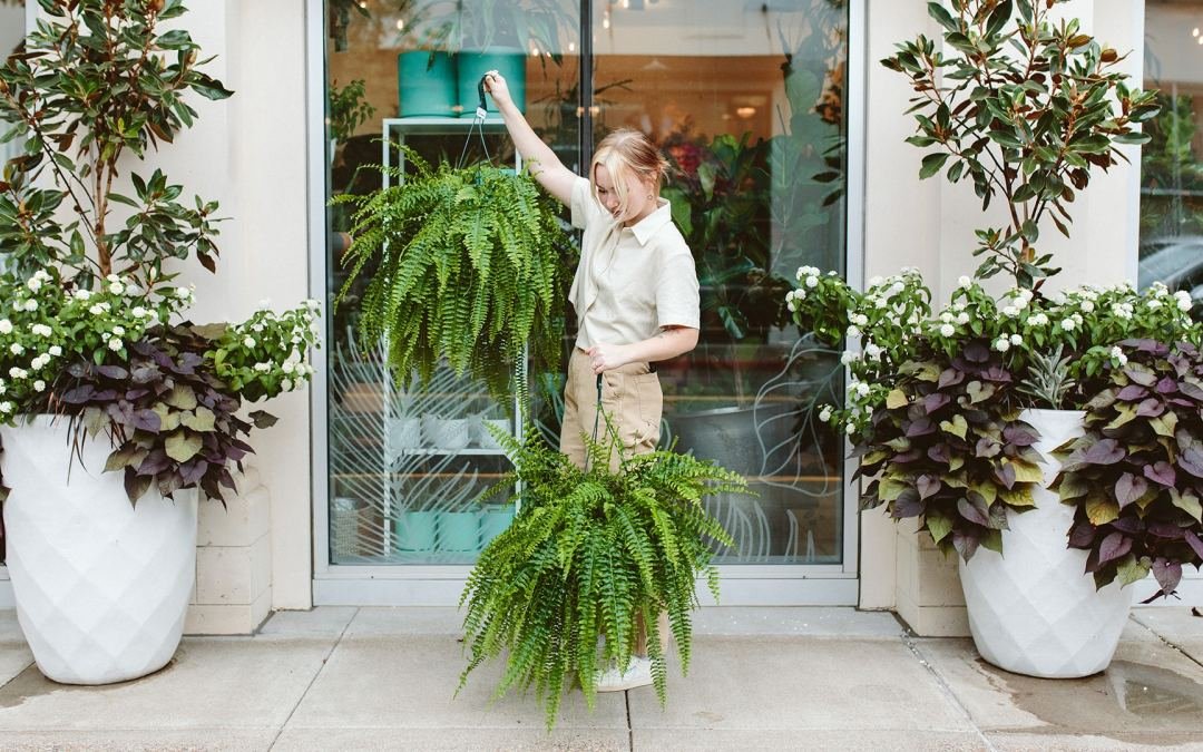 Boston Ferns