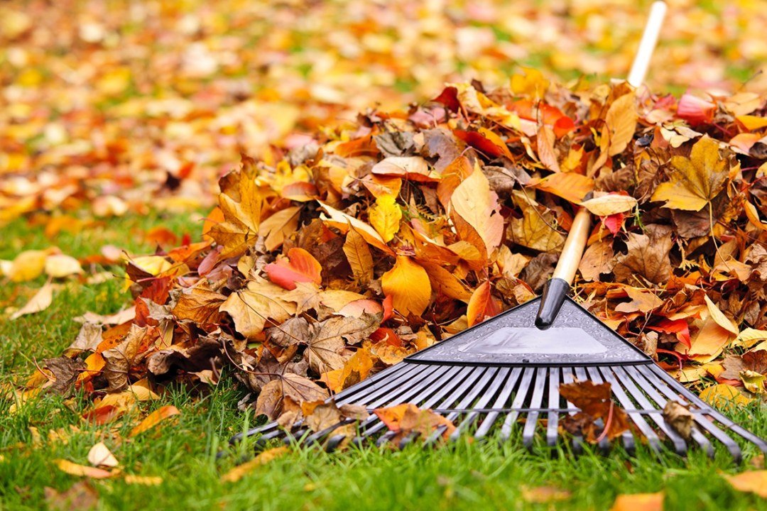 Pile,Of,Fall,Leaves,With,Fan,Rake,On,Lawn raking leaves