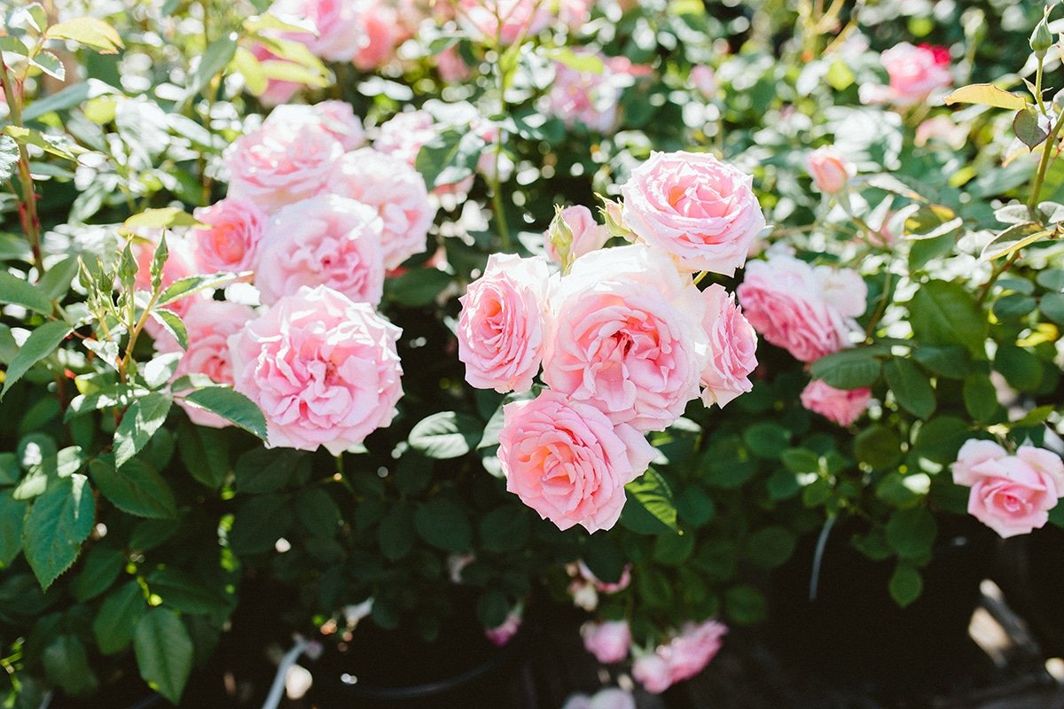 blooming soft pink roses
