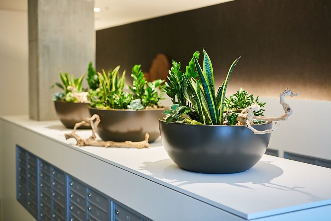 Mailroom planters with succulents by Urban Plantscapes of 7 Dees 3 small round planters with succulents in an apartment mailroom by Urban Plantscapes of 7 Dees