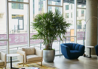 Urban Plantscapes Hospitality Plants