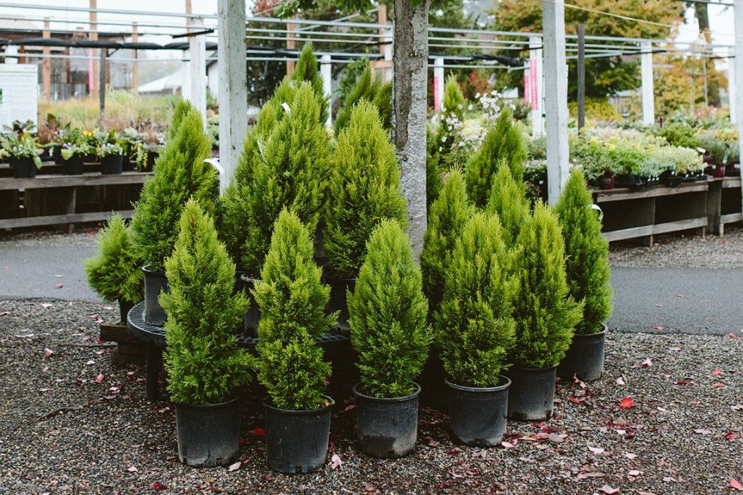 dwarf-conifers-lemon-cypress-plants lemon cypress dwarf conifers
