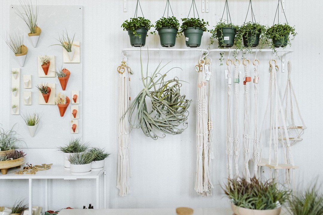 air plants displayed on wall hanging air plants and macrame displayed on wall