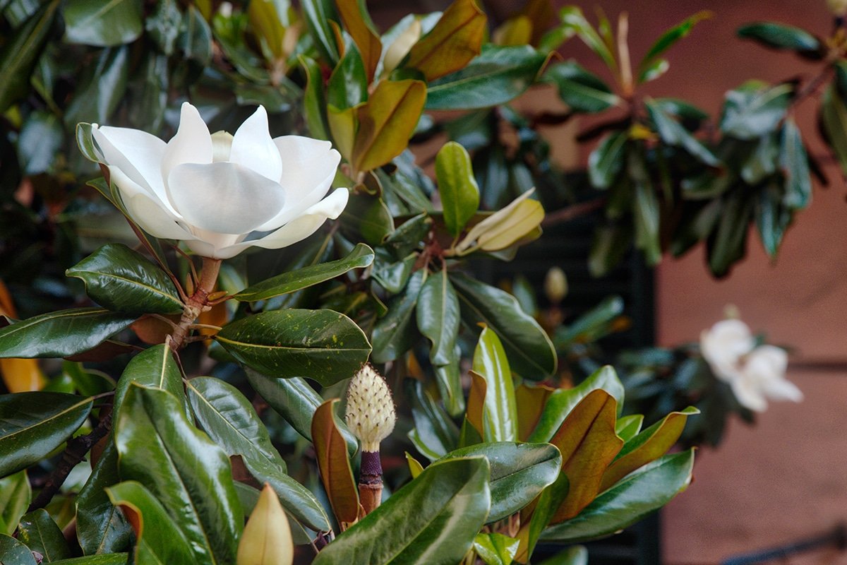 little gem magnolia evergreen tree blooming