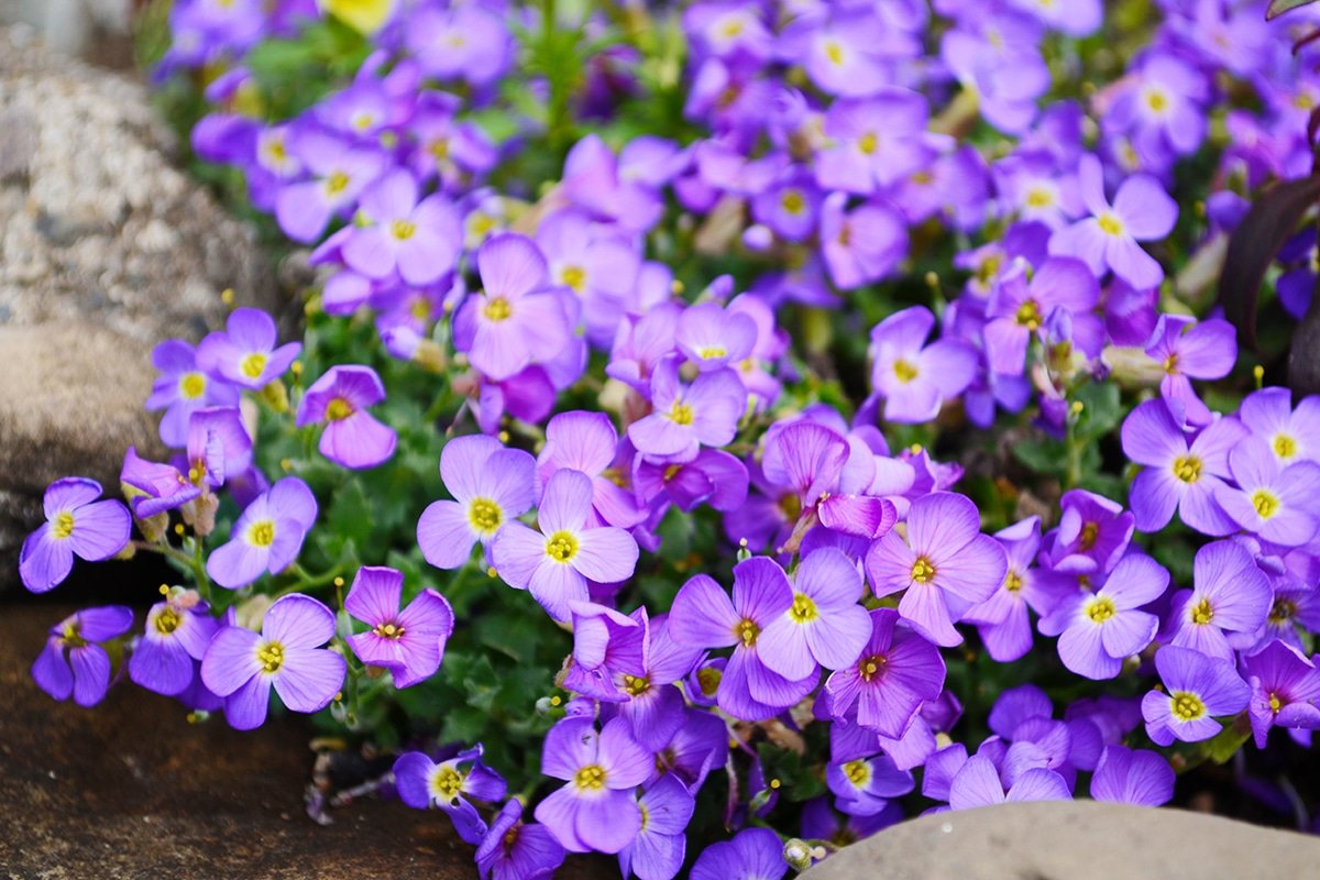 Aubretia violet flowers, aka Rock Cress, close up photo with small purple blossoms at a Dennis' 7 Dees Garden Center