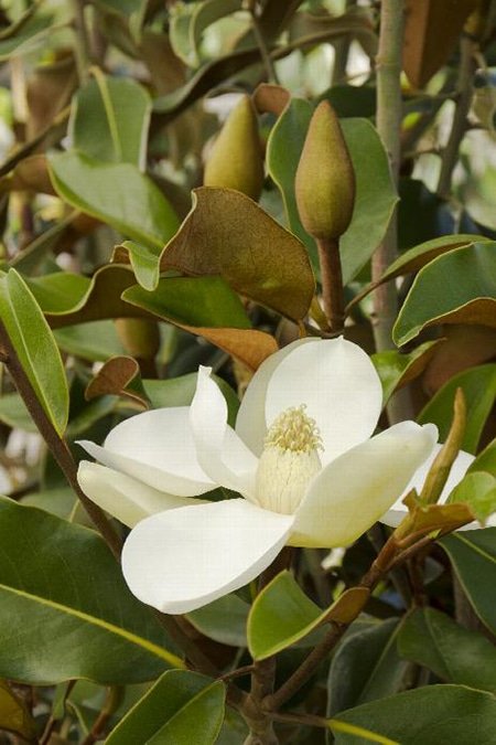 Bracken's Brown Beauty Magnolia Bracken's Brown Beauty Magnolia