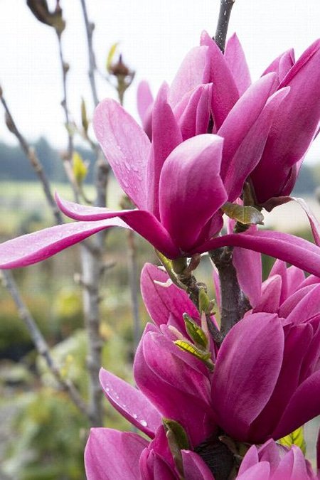 Burgundy Star Magnolia Burgundy Star Magnolia