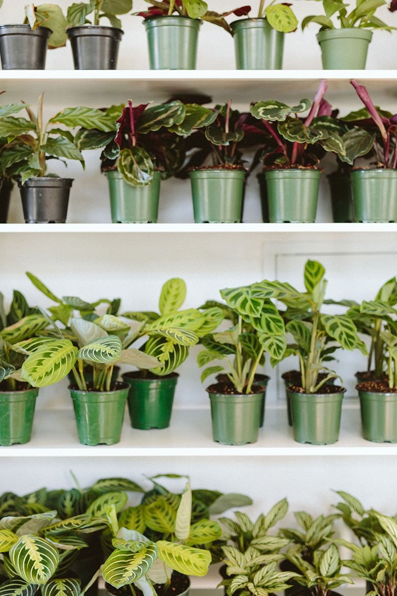 calathea and maranta plants on shelf calathea and maranta plants on shelf